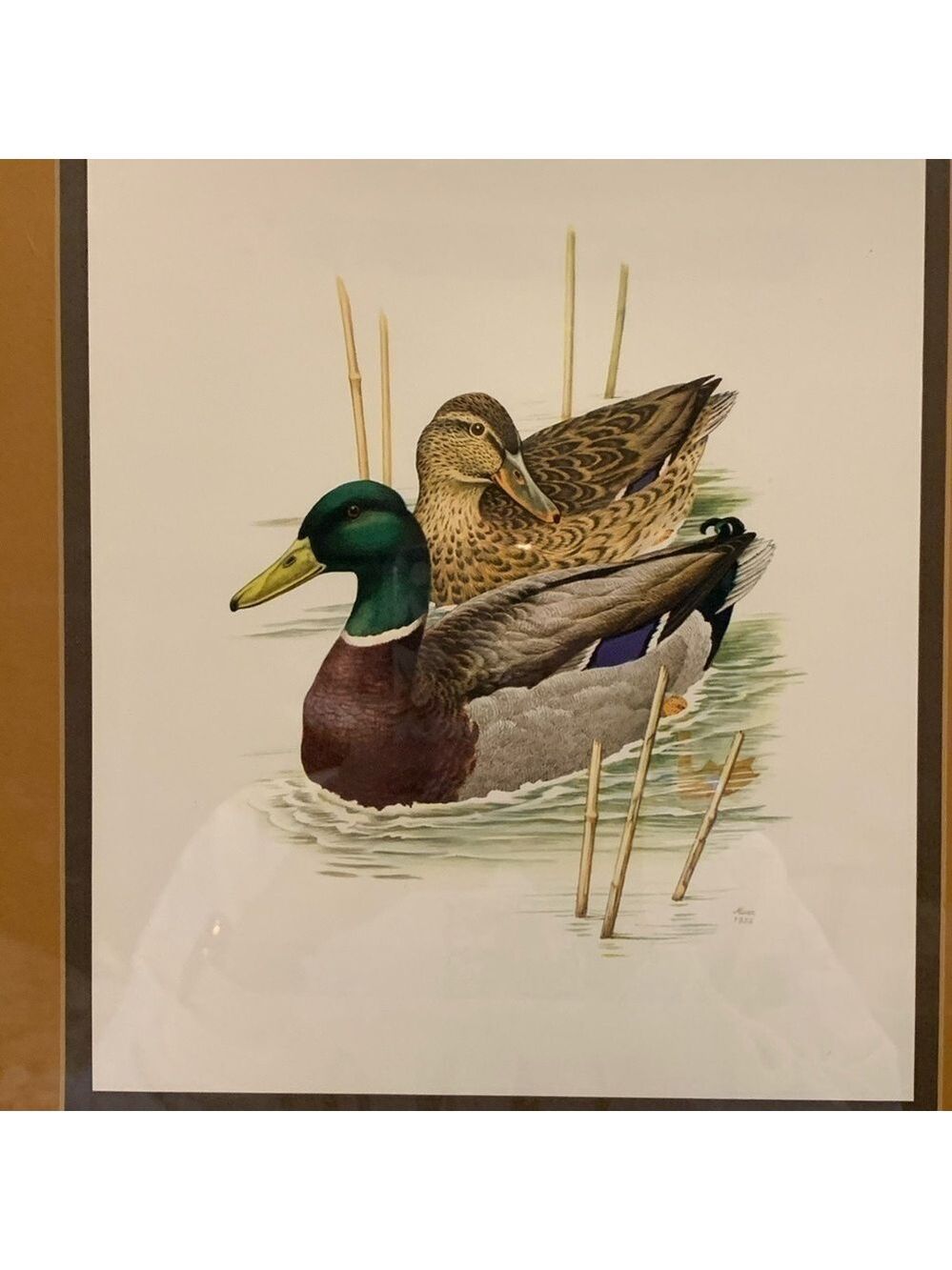 Framed Nature Print by Murr 1956 - Picture 2 of 6